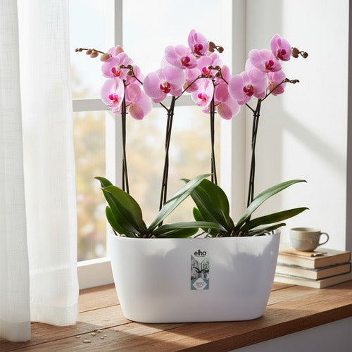 Orquídeas Phalaenopsis P12 + Maceta Brussels Orchid Duo Elho