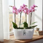 Orquídeas Phalaenopsis P12 + Maceta Brussels Orchid Duo Elho