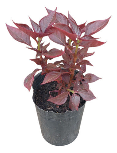 Púrpura Maceta No12