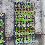 Bandeja De Suculentas × 105 Unidades