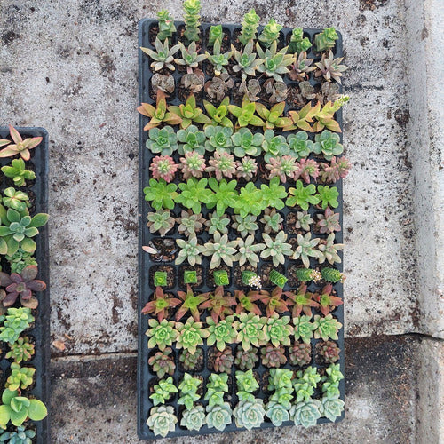 Bandeja De Suculentas × 105 Unidades