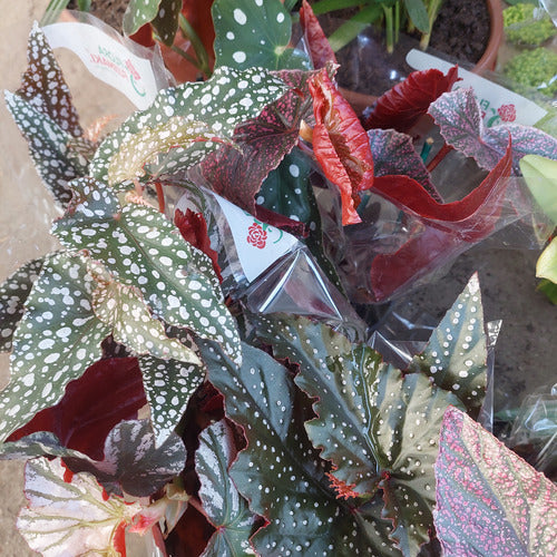 Begonia Kane Pote 13cm Surtido