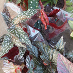 Begonia Kane Pote 13cm Surtido