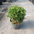 Boj Topiario Bola Chico