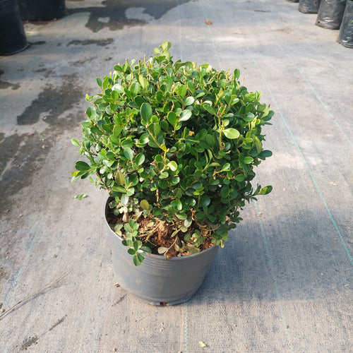 Boj Topiario Bola Chico