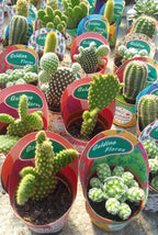 Cactus Mini Pote 6cm