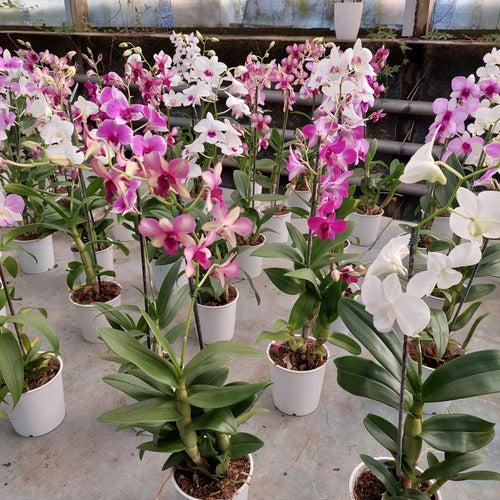 Orquídea Denphal Pote 12cm