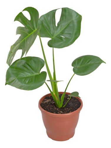 Monstera Deliciosa Pote 24cm