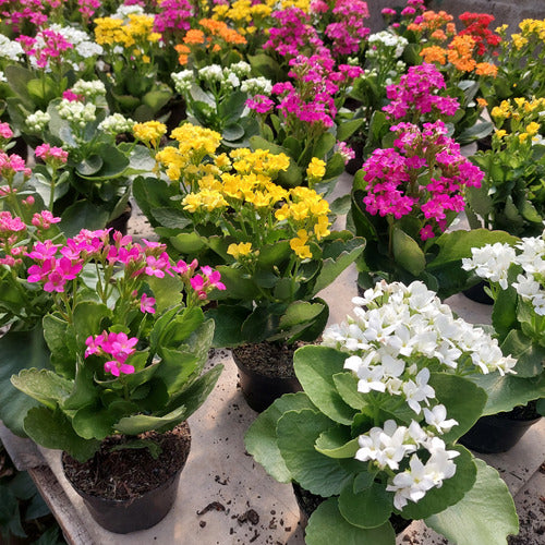 Kalanchoe Flor Simple Pote 11cm ×3 Unidades