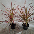 Dracena Tricolor Pote 12cm