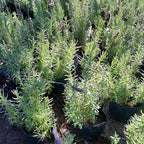 Planta Lavanda Mediana