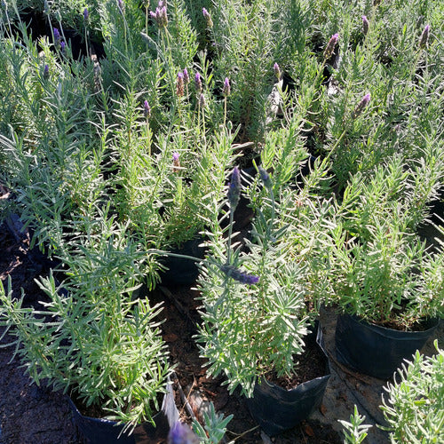 Planta Lavanda Mediana