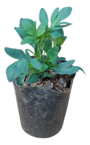 Plantas Aromáticas Ruda