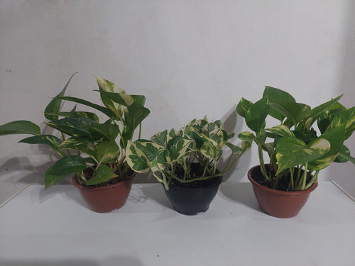 Potus Varias Especies C13