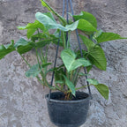 Singonio En Maceta Colgante