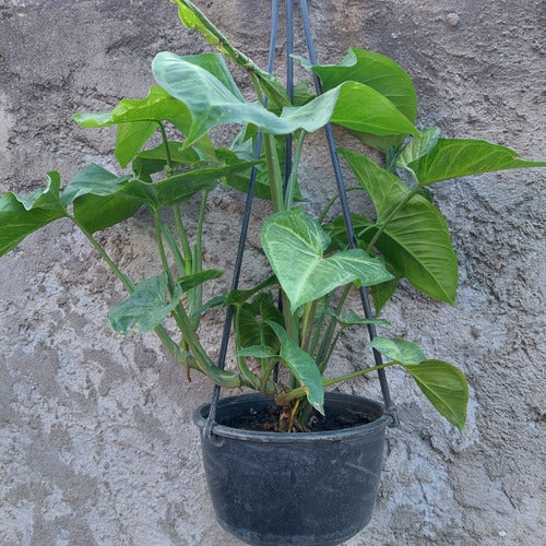 Singonio En Maceta Colgante