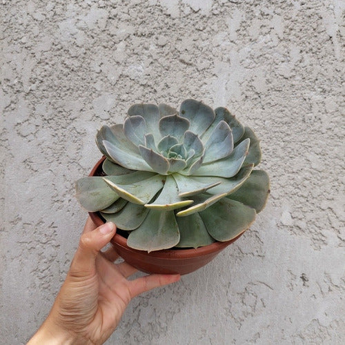 Suculentas Surtidas C21