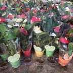 Anturio Surtido Pote 9cm