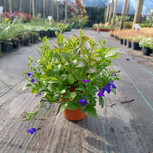 Maceta De Barro Clásica Nº10 Blumsa Terracota