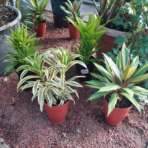 Dracena Variado Pote 17cm Surtido