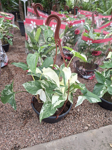 Singonio Variegado En Maceta Colgante 21cm