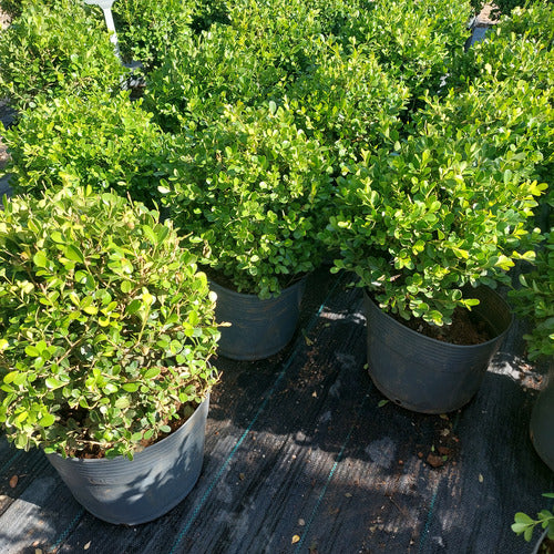 Boj Topiario Bola Mediana