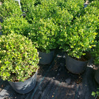 Boj Topiario Bola Mediana