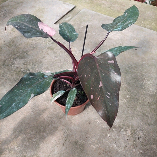 Filodendro Pink Princess P15