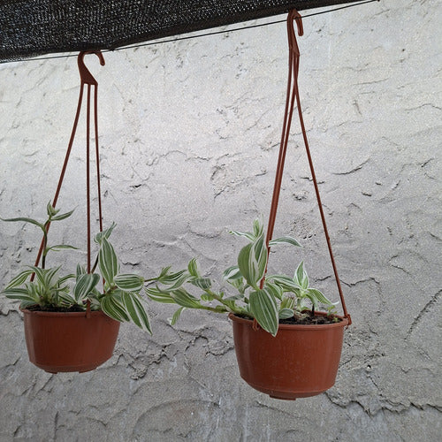 Tradescantia Fluminenses Variegata En Maceta Colgante