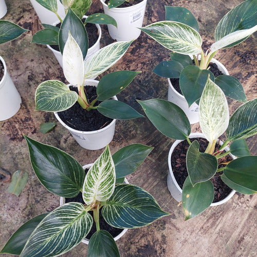 Filodendro Birkin Pote 12cm