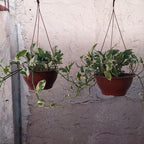 Potus Njoy Colgante 21cm