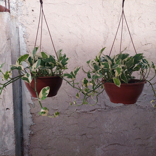 Potus Njoy Colgante 21cm