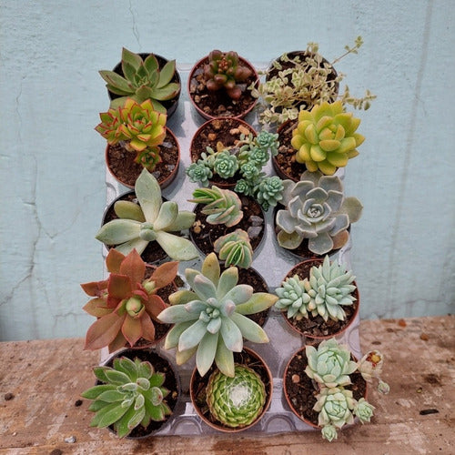 Suculentas, Tunitas Pote 6cm × 15 Unidades
