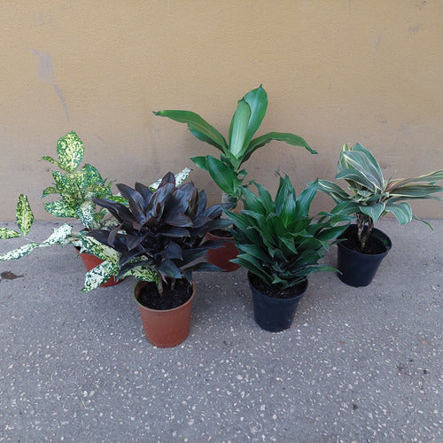 Dracena Variado Pote 12cm Surtido