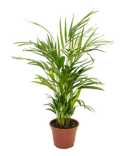 Palmera Areca Pote 24cm