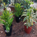 Dracena Variado Pote 17cm Surtido