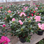 Azalea Pote 14cm