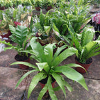 Helecho Asplenium Variado Pote 14cm Surtido