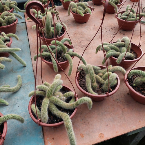 Cactus Cola De Mono C21