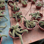 Cactus Cola De Mono C21