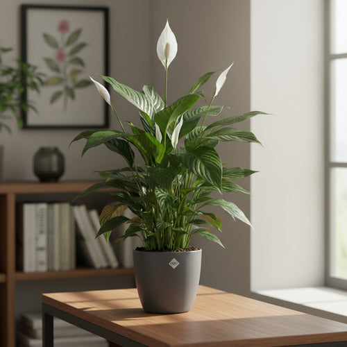 Maceta Brussels Round 16cm Elho Negro Brussels Round