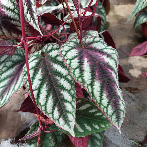 Cissus Javana En Maceta Colgante 21cm