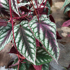 Cissus Javana En Maceta Colgante 21cm