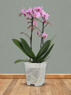 Maceta Para Orquídea Florus 15cm Transparente Orchidpot