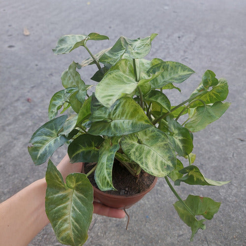 Singonio Variado C13 Surtido