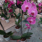 Orquídea Phalaenopsis Cascada Pote 12cm