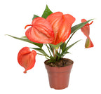 Anthurium Scherzerianum Christine Pote 15cm