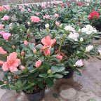 Azalea Pote 14cm