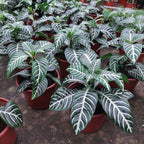 Aphelandra Sin Flor Pote 15cm Amarillo