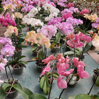 Orquídea Phalaenopsis Con 2 Varas Florales Curvas Pote 15cm